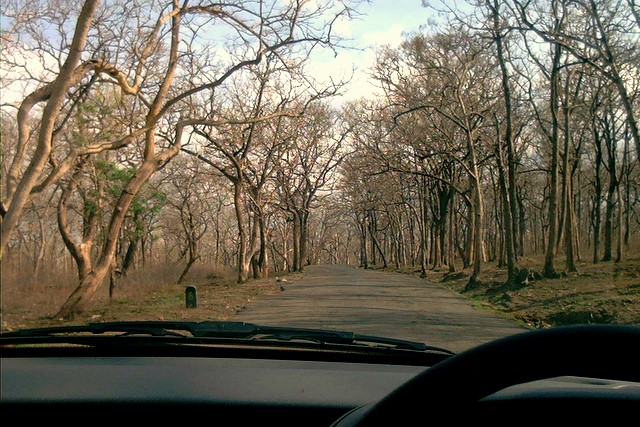 Sathyamangalam forest interior, the landscape this record documents