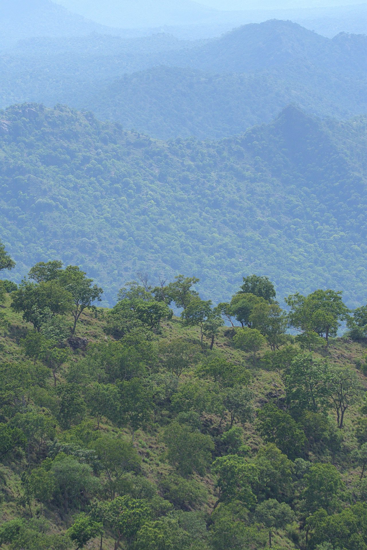 Rugged terrain of Sathyamangalam Tiger Reserve, where the Western and Eastern Ghats converge