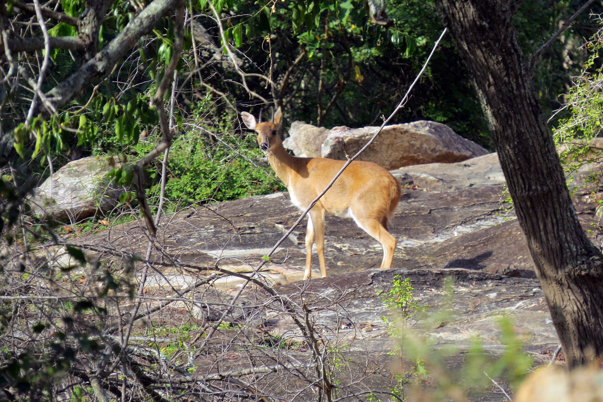 Male chowsingha, four-horned antelope, Sathyamangalam Tiger Reserve, 2014