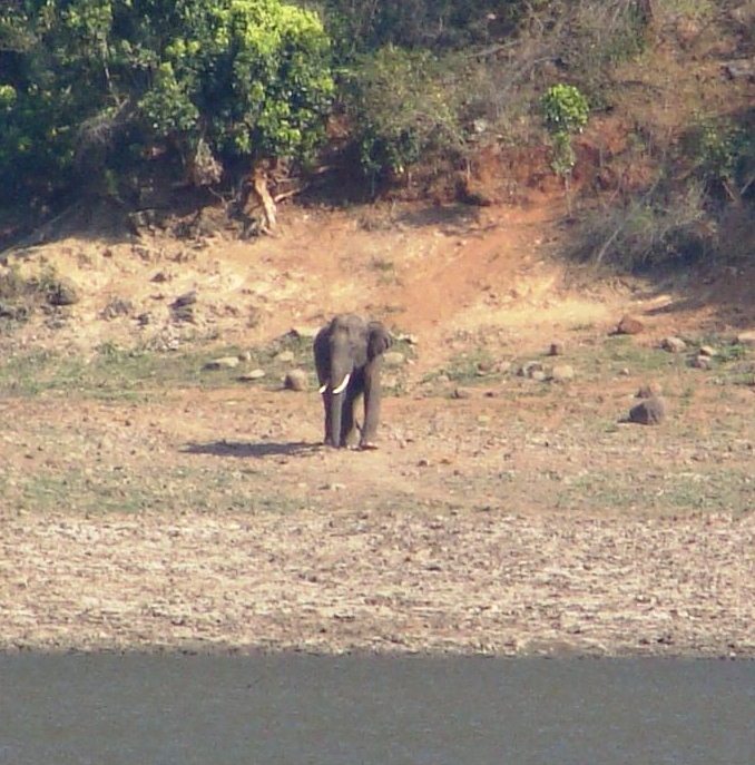 Asian elephant, Sathyamangalam