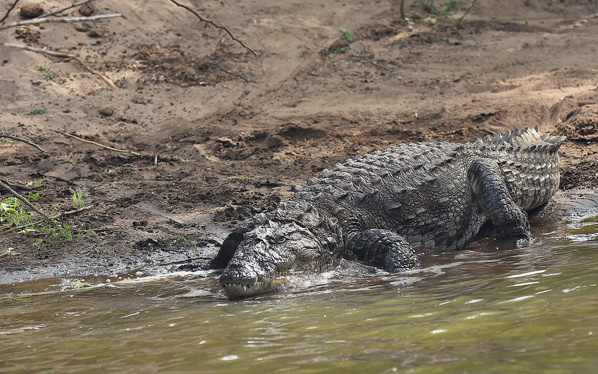 Mugger crocodile on the banks of the Moyar river