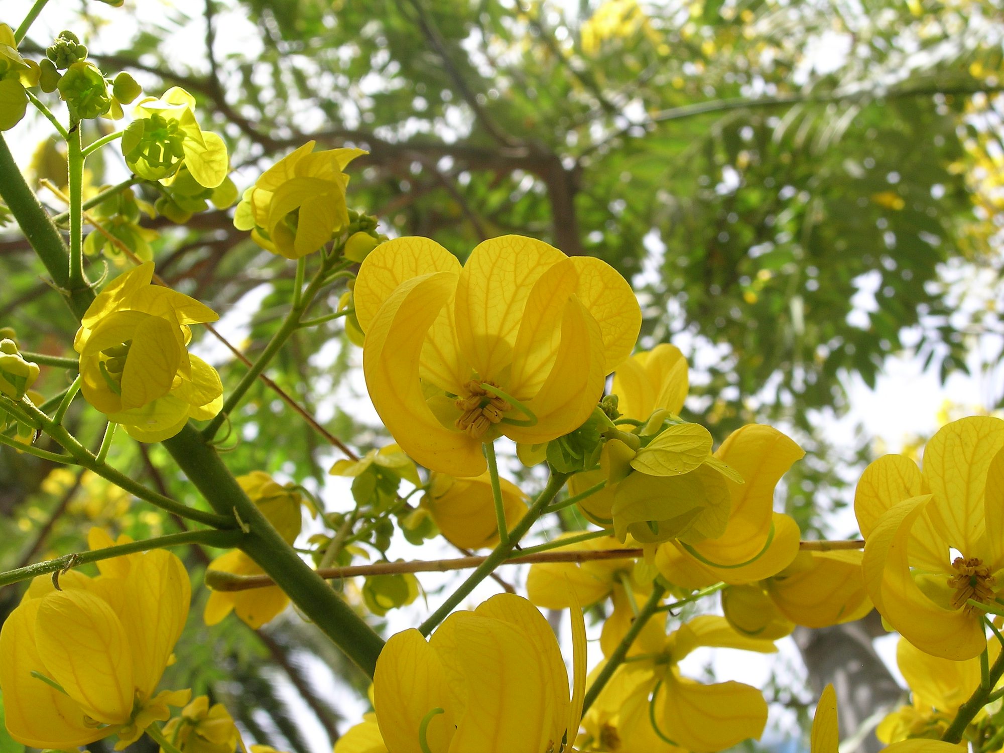 Senna spectabilis in flower