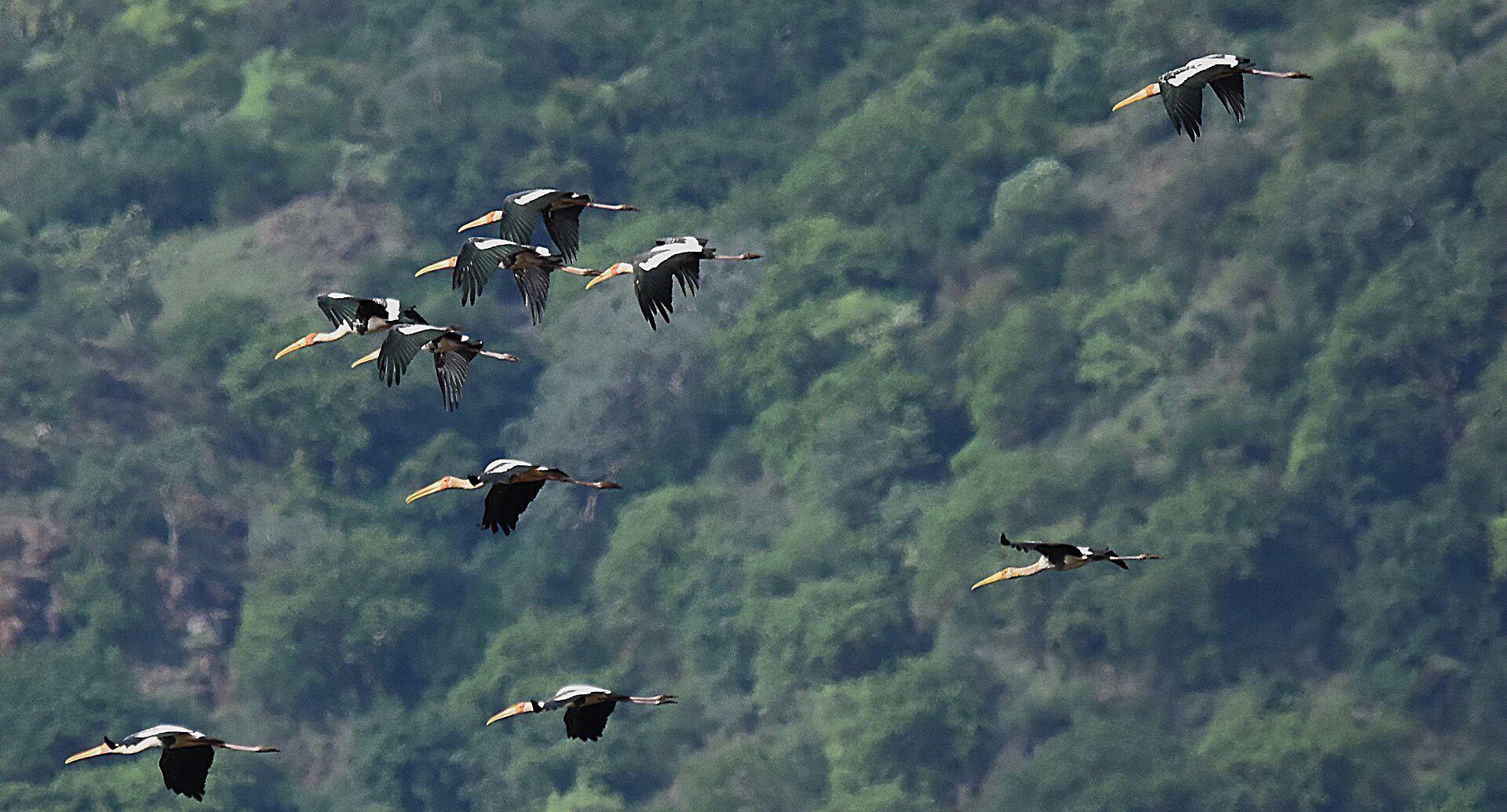 Painted storks over the Moyar river